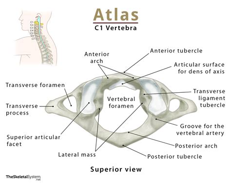 atlasxanatomy nude|Atlas Anatomy & Alaine Cheeks 3some